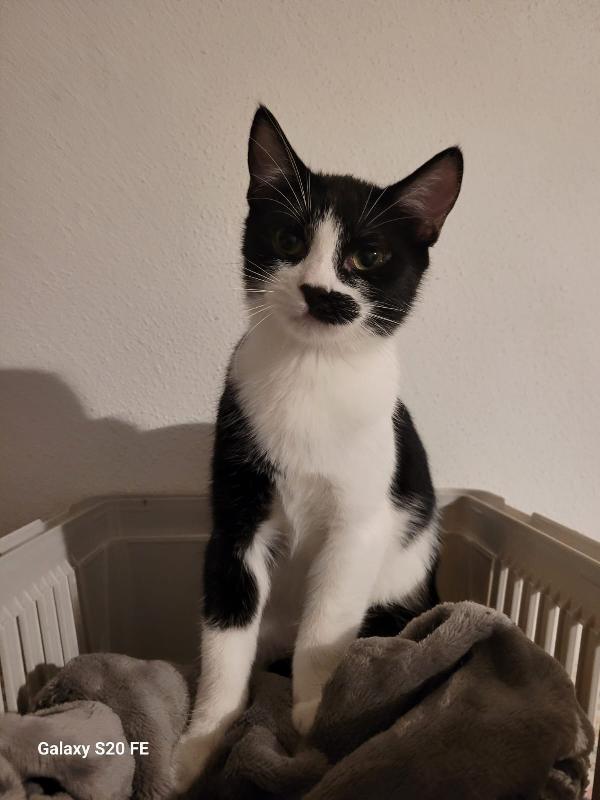 MARTINO il micio baffettino di 5 mesi  Foto 3